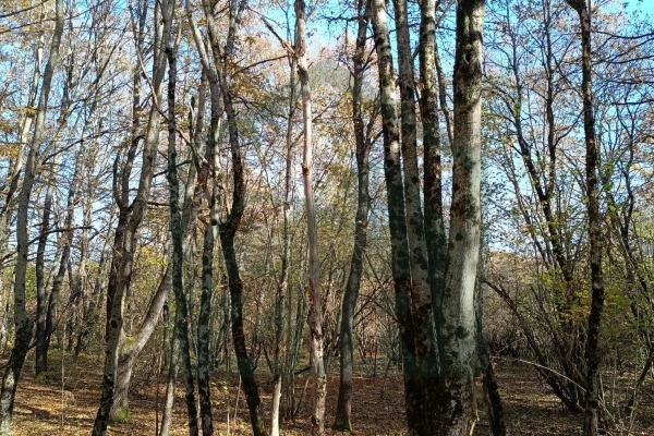 Zemljište Ličko Cerje, Lovinac, površina 25904 m²