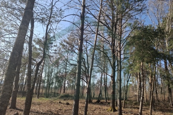 Zemljište u Divoselu, više od 45000mᒾ!