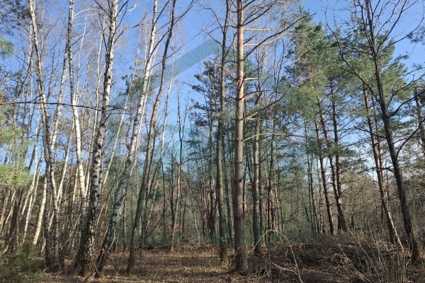 Zemljište u Divoselu, više od 45000mᒾ!