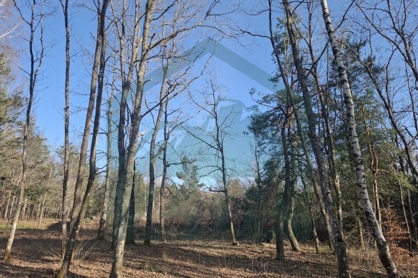 Zemljište u Divoselu, više od 45000mᒾ!