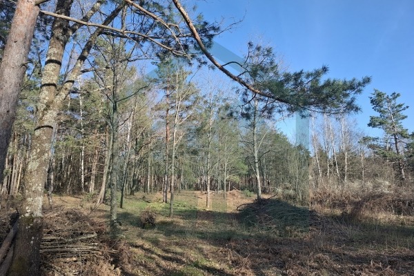 Zemljište u Divoselu, više od 45000mᒾ!