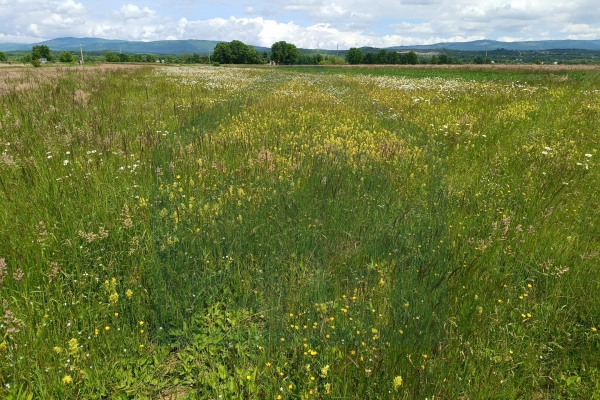 Poljoprivredno zemljište 5000 m², Perušić