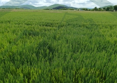 ZIR nekretnine6
