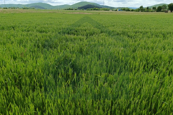Poljoprivredno zemljište 5000 m², Perušić
